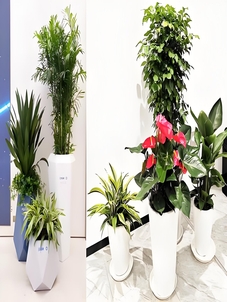 北仑花木租摆哪家好