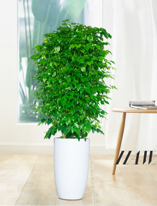 宁波江北植物租摆专业