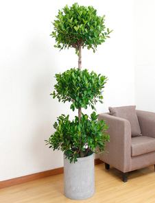 前湾花木租摆专业