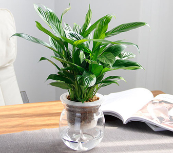 宁波北仑花卉出租价格，快来看这里！